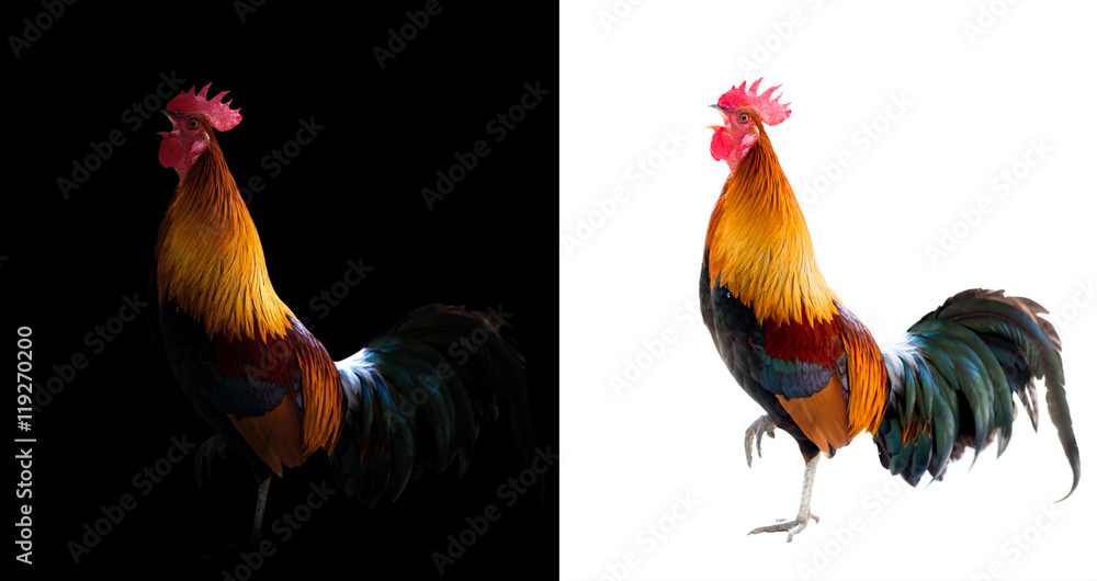 colorful rooster in the dark and white background - obrazy, fototapety, plakaty 