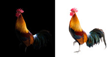 Colorful Rooster In The Dark And White Background