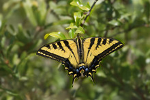 Western Tiger Swallowtail (Papilio Rutlus) Butterfly.