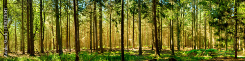 Wald Panorama bei Sonnenschein