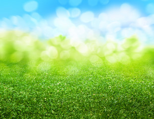 Wall Mural - green grass blurred background