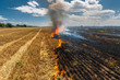 Fire burns stubble on the field destroy summer
