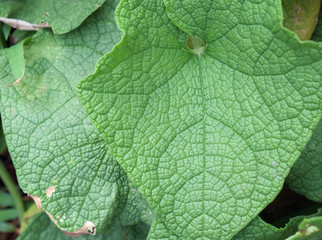 Green leaf / Close up green leaf in nature background.