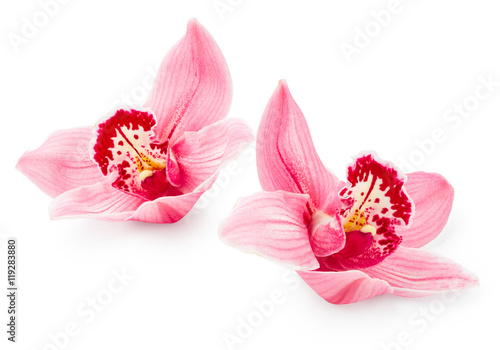 Orchid flowers