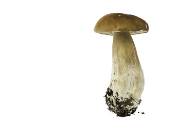 porcino boletus edilus on a thick stalk, isolated on white