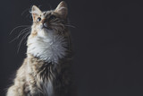 Fototapeta Koty - portrait of a beautiful cat on a gray background