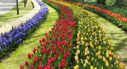 Wall Mural - Tulips in the Keukenhof park. Holland.