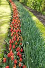 Wall Mural - Tulips in the Keukenhof park.