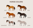 infographic with main horse colors