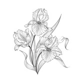 Floral bouquet with flower iris. Vintage Fourish Greeting Card Design. Swirl flower posy isolated over white background