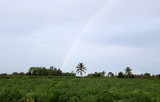 Fototapeta Tęcza - rainbow on sky in the countryside at morning.
