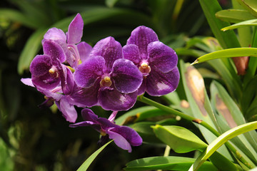 Beautiful orchid flowers with soft focus and blur background