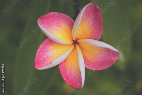 Five Petal Pink Flower Frangipani Plumeria With Yellow Center On The Green Background