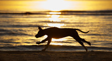 Running Dog Silhouette On A Beach At Sunset