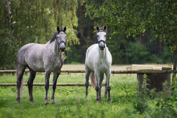 two horses standing on a field