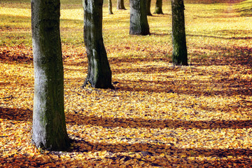 Wall Mural - Tree trunks and ground covered with yellow leaves in the park at autumn 