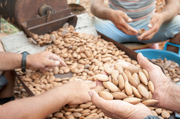 Wall Mural - Farmer at work holding a little heap of almond nuts after the dehusking process, Noto, Sicily