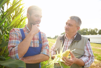 Talking about recent corn crop