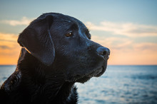 Head Of The Black Wet Dog Labrador Retriever Sitting On The Beach Close To Sea While Sunset In The Summer Time, Poland