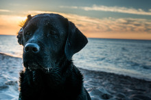 Dark Portrait Of A Wet Dog Labrador Retriever With A Folded Ear Sitting On The Beach While Sunset, Seaside In Poland, Summertime, Orange And Blue Sky With White Clouds