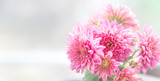 Beautiful pink chrysanthemum flower