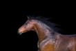 Portrait of the light brown horse on the black background