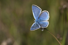 Turquoise Blue Butterfly, Sweden