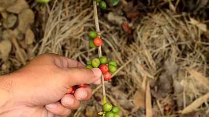 Poster - Hand harvesting coffee beans ripe on coffee tree