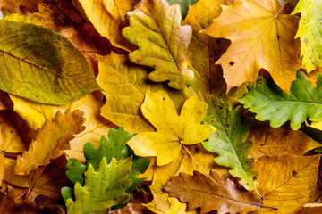 Wall Mural - autumn composition. close up of colorful leaves. studio shot.