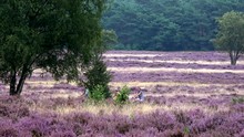 Purple Heath Landscape Full Of Purple Colored Shrubland Habitat Vegetation Heaths Are Widespread Worldwide But Are Fast Disappearing And Considered Rare Habitat In Europe Beautiful Heathland 4k