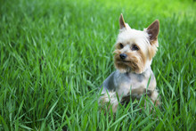 Yorkshire Terrier In The Green Grass