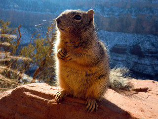 Squirrel snacking in natural habitat