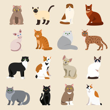 Cat Breeds Cute Pet Animal Set Vector Illustration. Cat Breed Animal And Cartoon Different Cats. Mammal Character Human Friend Cat Breed Animals Icons. Character Cat Portrait Friend Feline.