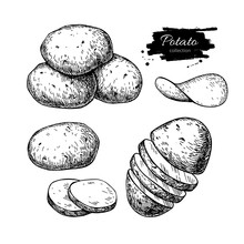 Potato Drawing Set. Vector Isolated Potatoes Heap, Sliced Pieces