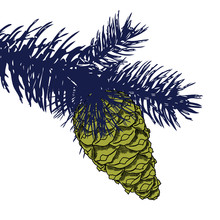 Conifer Cone On Pine Tree Branches, Pine Cone, Hand Drawing In Color Pinecone With Open Scales On Branches With Needles. 