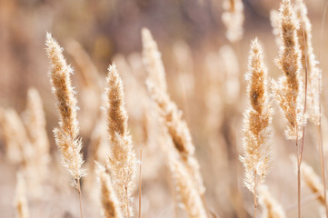 Poster - Wild grasses in a field at sunset