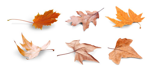 Wall Mural - Collection of autumn leaves. isolated on white background