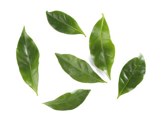 Wall Mural - Green coffee leaves, isolated on white