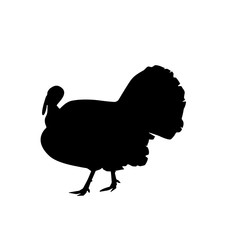 Canvas Print - Turkey silhouette vector