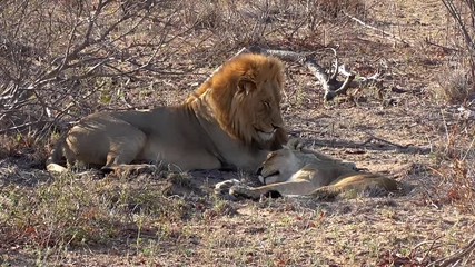 Poster - couple of lions during the mating time in the kruger national park