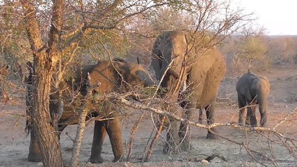 Wall Mural - herd of elephants eating leaves in the kruger national park