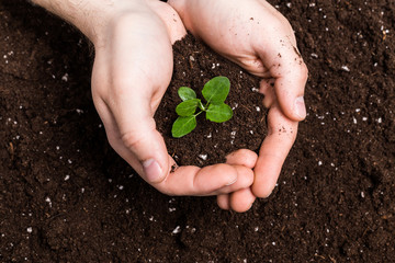 Hands holding sapling in soil surface