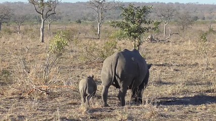 Wall Mural - rhino and her baby eating grass in the kruger national park