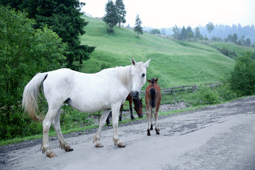 Canvas Print - Beautiful horses on the mountain road