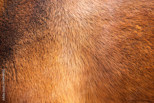 Photographie natural fur texture background