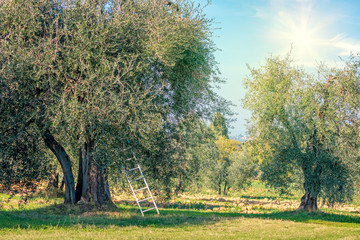 Wall Mural - harvest time landscape of olive trees plantation