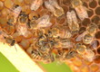 Pszczoły plastrze w pasiece