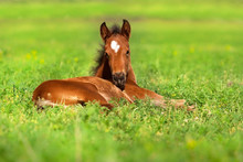 Foal Rest On Spring Grass