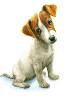 Watercolor Jack Russell Terrier Puppy On White Background