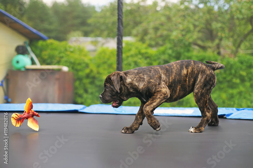 Brindle Cane Corso Puppy Walking On A Trampoline And Playing